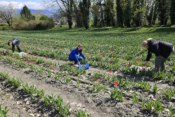 100 000 tulipes pour les enfants atteints de la maladie du Cancer, édition 2025 organisé par le Lions Club Grenoble Porte de France