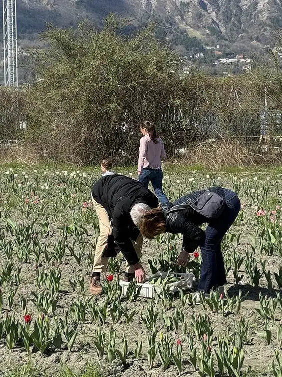 100 000 tulipes pour les enfants atteints de la maladie du Cancer, édition 2025 organisé par le Lions Club Grenoble Porte de France