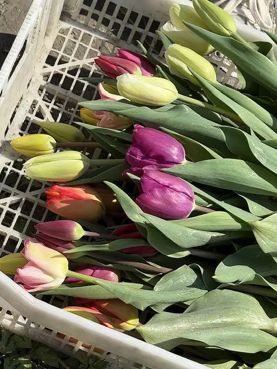 100 000 tulipes pour les enfants atteints de la maladie du Cancer, édition 2025 organisé par le Lions Club Grenoble Porte de France