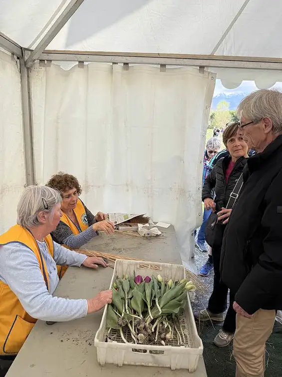 100 000 tulipes pour les enfants atteints de la maladie du Cancer, édition 2025 organisé par le Lions Club Grenoble Porte de France