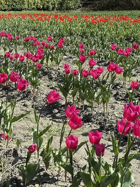 100 000 tulipes pour les enfants atteints de la maladie du Cancer, édition 2025 organisé par le Lions Club Grenoble Porte de France
