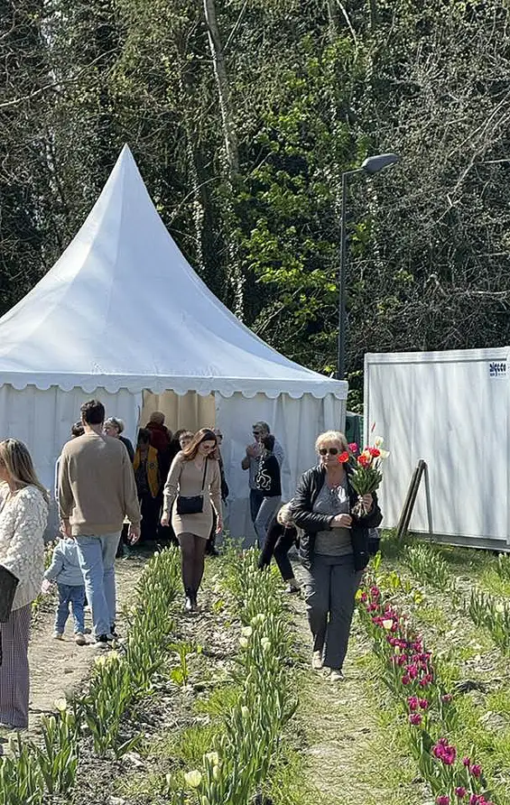 100 000 tulipes pour les enfants atteints de la maladie du Cancer, édition 2025 organisé par le Lions Club Grenoble Porte de France