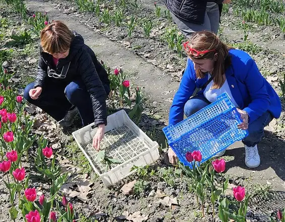 100 000 tulipes pour les enfants atteints de la maladie du Cancer, édition 2025 organisé par le Lions Club Grenoble Porte de France