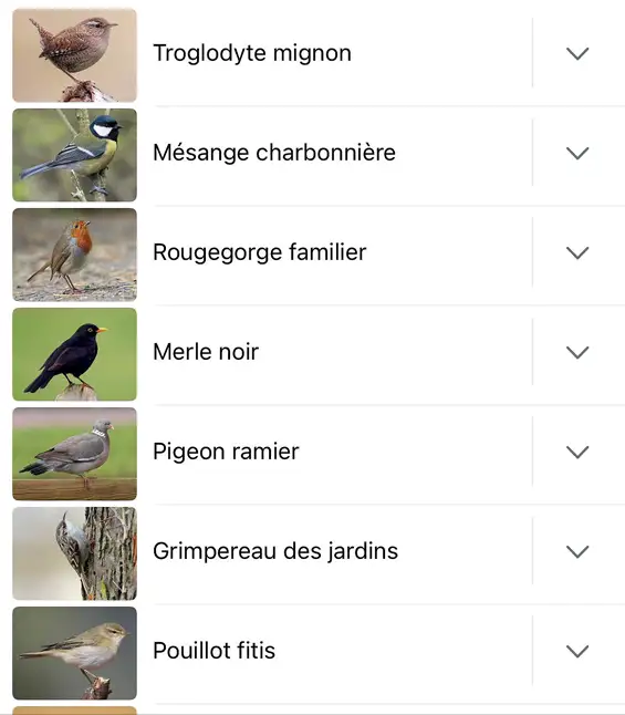 À la découverte des oiseaux avec Merlin Bird