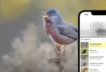 À la découverte des oiseaux avec Merlin Bird