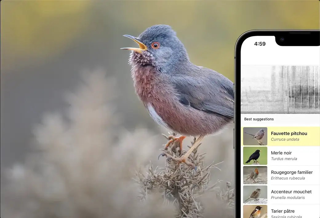 À la découverte des oiseaux avec Merlin Bird