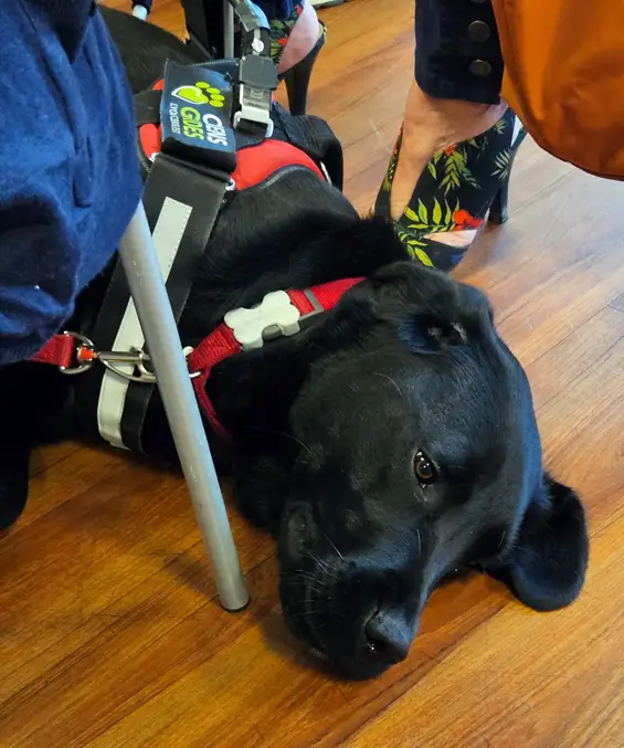 Remise d’un chien guide à Meylan : Uno, un nouveau compagnon pour une vie plus libre